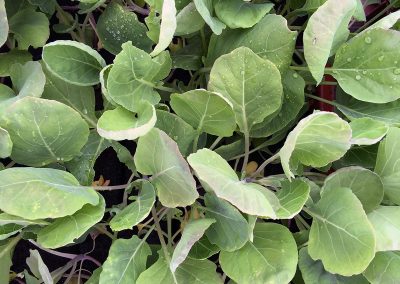 Chou de bruxelles «Groninger»