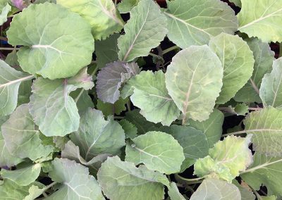 Chou de milan «de Lorient»