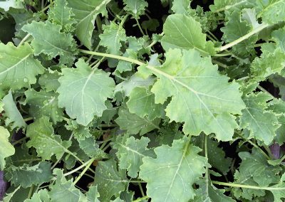 Chou frisé non pommé « Westlandse winter »