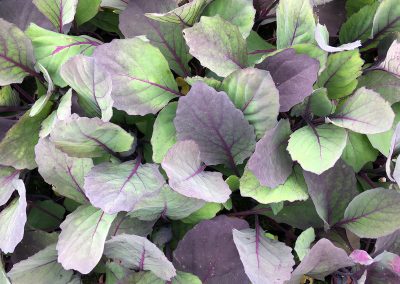 Chou rouge «Tête noir»