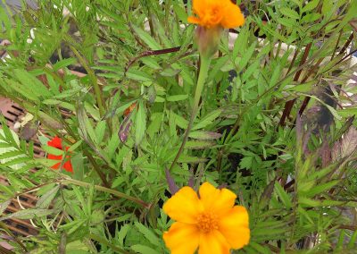 Tagete erecta, rose d&rsquo;Inde