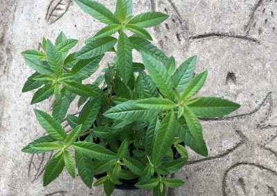 Verveine citronnelle