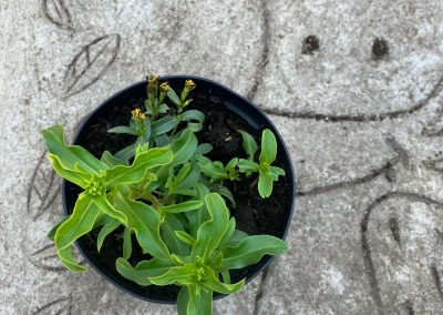 Tagète Lucida ou Estragon du Mexique